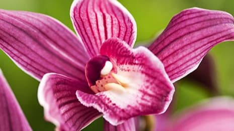 orchideen-968x287